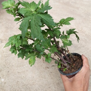 广东潮汕真珠菜猪血煮珍珠花菜新鲜蔬菜珍珠菜四季菜鸭脚艾白苞蒿