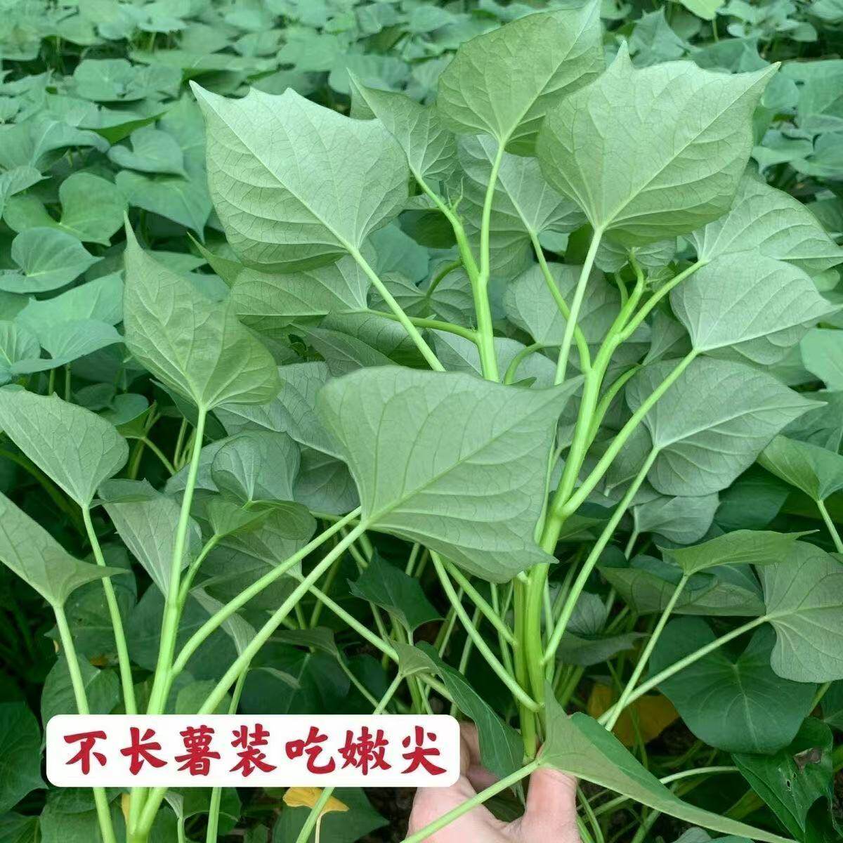 新鲜叶用型种薯专吃叶子地瓜红薯红苕种育苗专用菜地用多分叉食叶