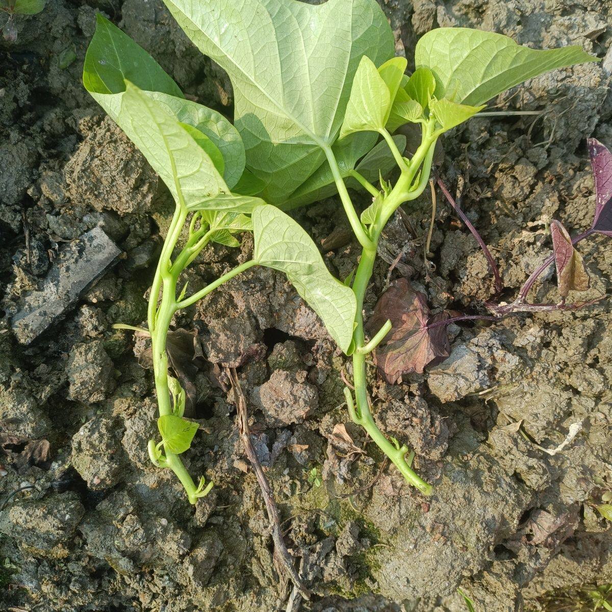新鲜叶用型种薯专吃叶子地瓜红薯红苕种育苗专用菜地用黄色食叶