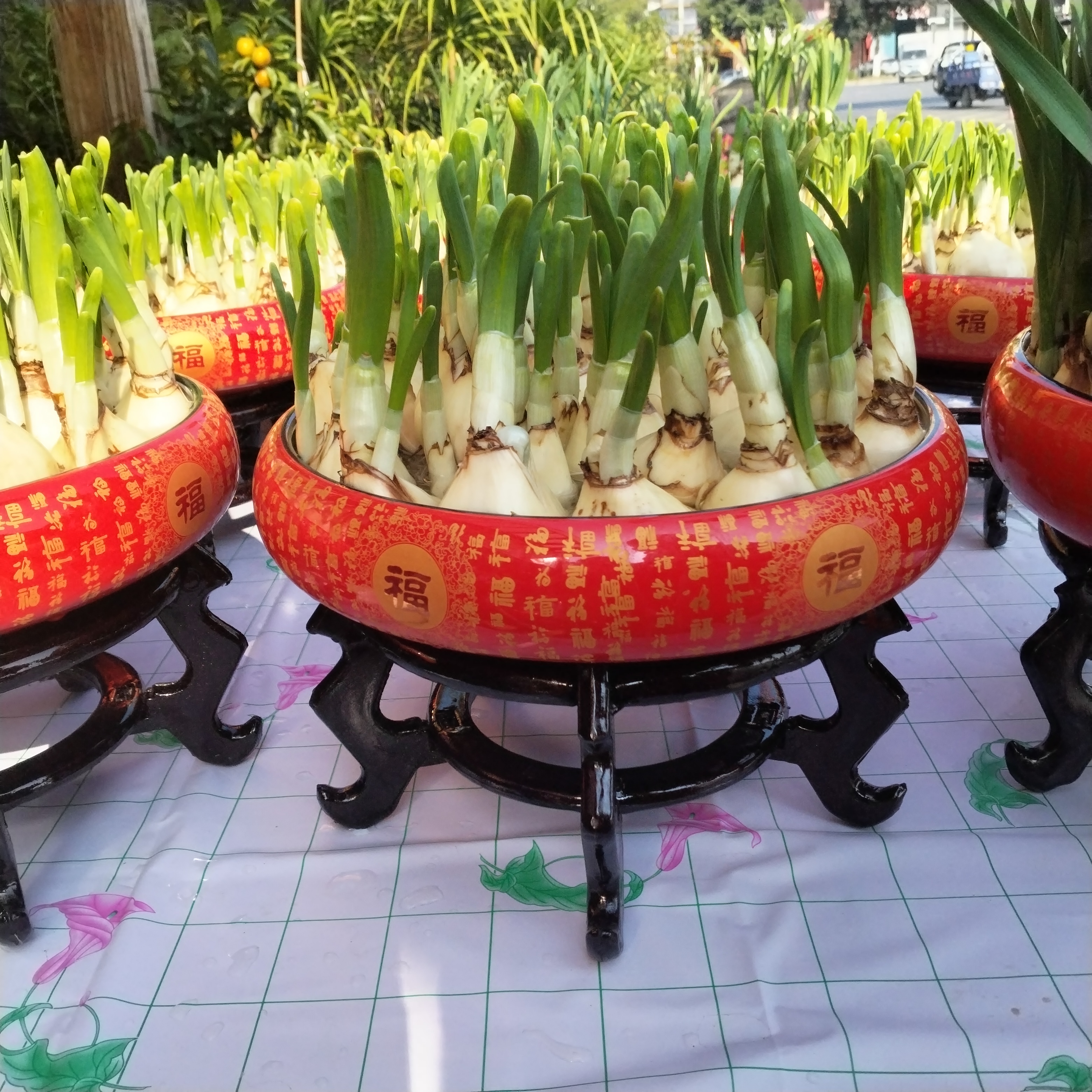 陶瓷盆套装漳州水仙花种球传统经典盆栽水养花卉客厅半成品春节花