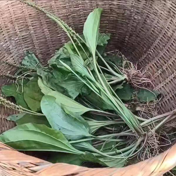 车前草苗 新鲜车前子车轮草陆龟饲料种苗带土发货苗种苗凉茶