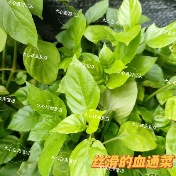 宽叶十万错新鲜血通菜狗肝菜路边青打边炉酒店特色菜嫩滑跌打草苗