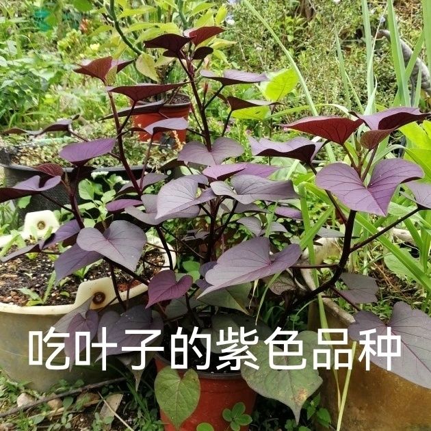 食叶型红薯苗福薯18号台农71广带土发货正宗地瓜苗四季保健蔬菜紫