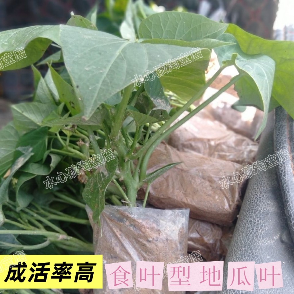地瓜叶饭店特色菜阳台盆栽绿植庭院种植盆景红薯苗番薯叶带根须发