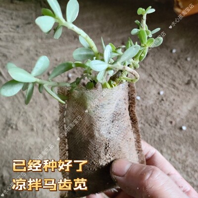 食用马齿苋菜种苗马芷苋盆栽老耳马扎蚂蚁长寿野菜四季种植阳台苗