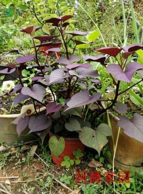 紫叶番薯苗紫色食叶番薯 食叶红薯叶用番薯食叶地瓜高花青素蔬菜