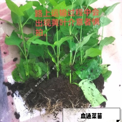 多年生苗新鲜绿线叶血通菜蔬菜酒店特色野菜绿线苗火锅打边炉野菜