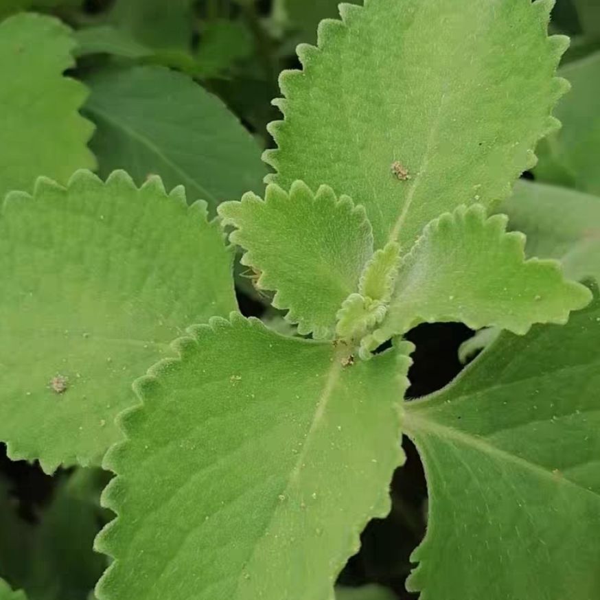 到手香苗印度薄荷左手香还魂草洋薄荷一抹香碰碰香苗带根原土发货
