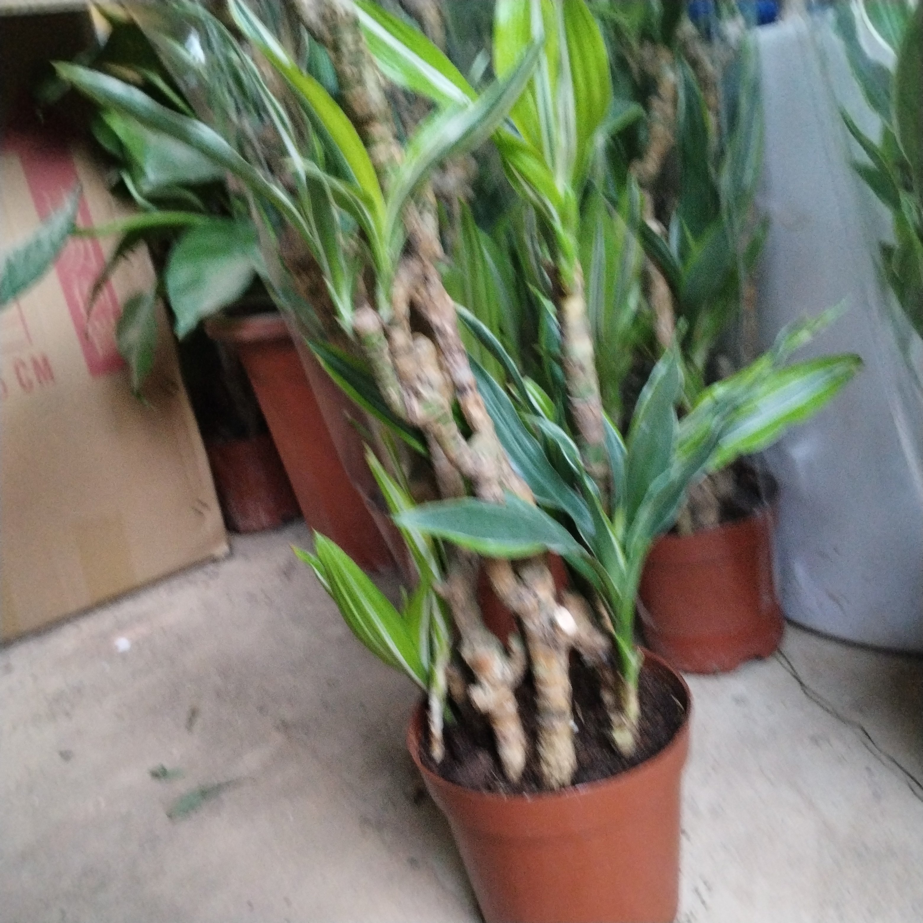 巴西美人铁老桩植物阳台室内摆放办公室盆栽客厅好养种植绿植花卉