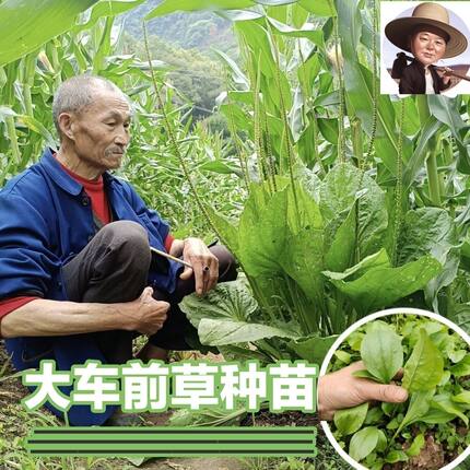 大品种车前草云南大车前种苗平车前食用药用野菜中药材种包邮耐寒