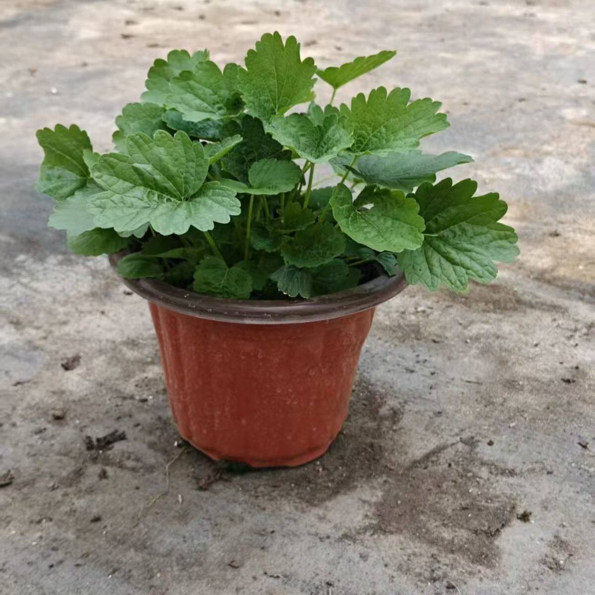 幼儿园用益母草盆栽带盆带根带土月子草云母草苗坏苗红艾草苗香草