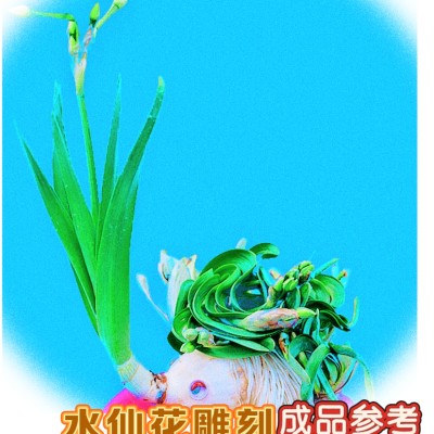 漳州水仙花种球带花苞水培开花带香味植物盆栽年宵二雕刻成品造型