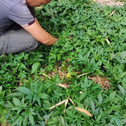 带盆栽好食型五叉叶薯苗种植藤不长红苗藤转吃叶红薯苗红苕尖苗种
