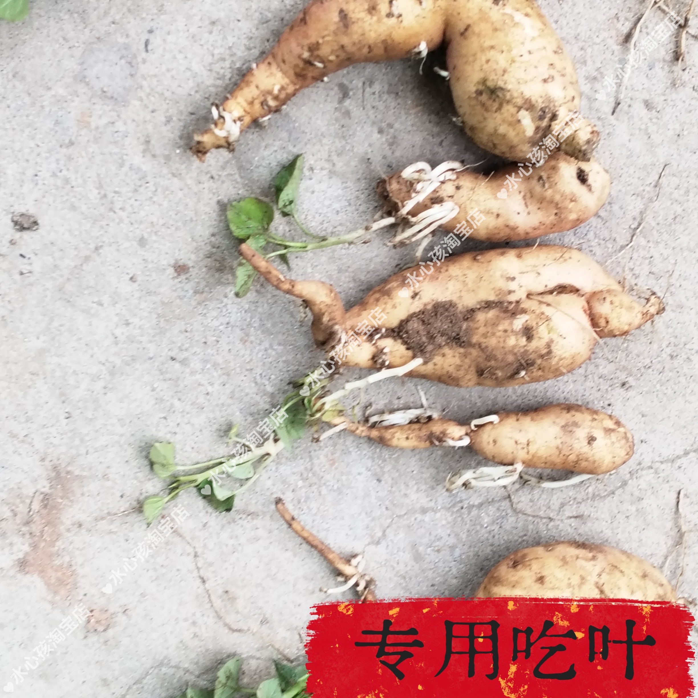 水培红薯苗地瓜叶盆栽阳台庭院绿植客厅办公室福薯18小绿植好养活
