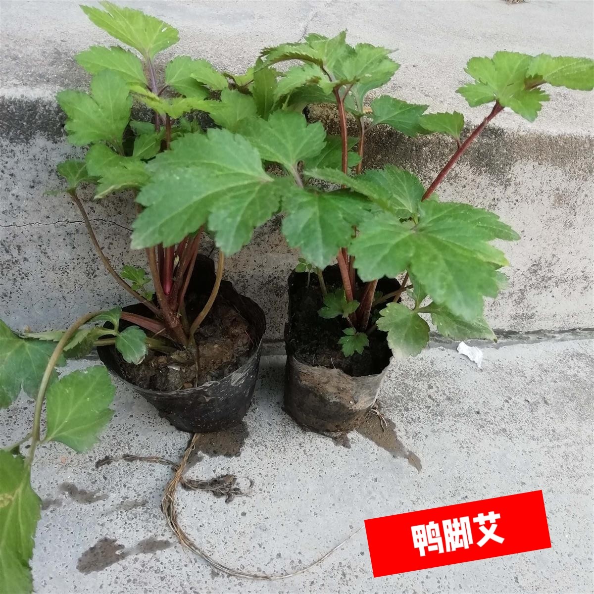 红艾草鸭脚艾盆栽白花蒿甜菜子食用珍珠菜盆栽野生四季蔬菜带根