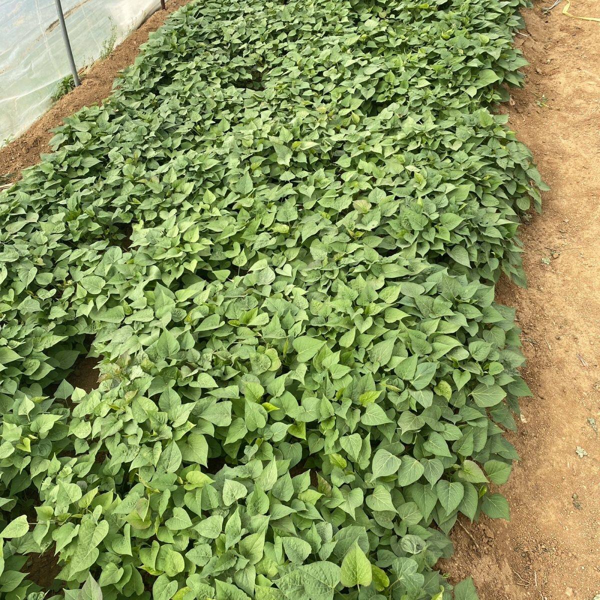 新鲜叶用型种薯专吃叶子地瓜红薯红苕种育苗专用菜地用黄色食叶