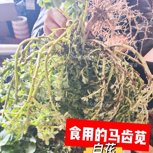 新鲜野生马齿苋 长寿菜五行草老鼠耳 现挖现发马菜白枝猪母菜蔬菜