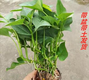 食叶型红薯苗现货专吃叶子的地瓜叶种苗藤番薯红薯苗福薯台农71苗