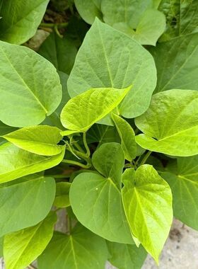 黄色地瓜叶枝条扦插苗食叶型菜用庭院阳台地栽菜地红薯叶番薯叶