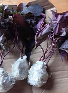 紫叶盆栽绿植番薯苗紫色吃叶子番薯阳台红薯叶用番薯地瓜楼顶枝条