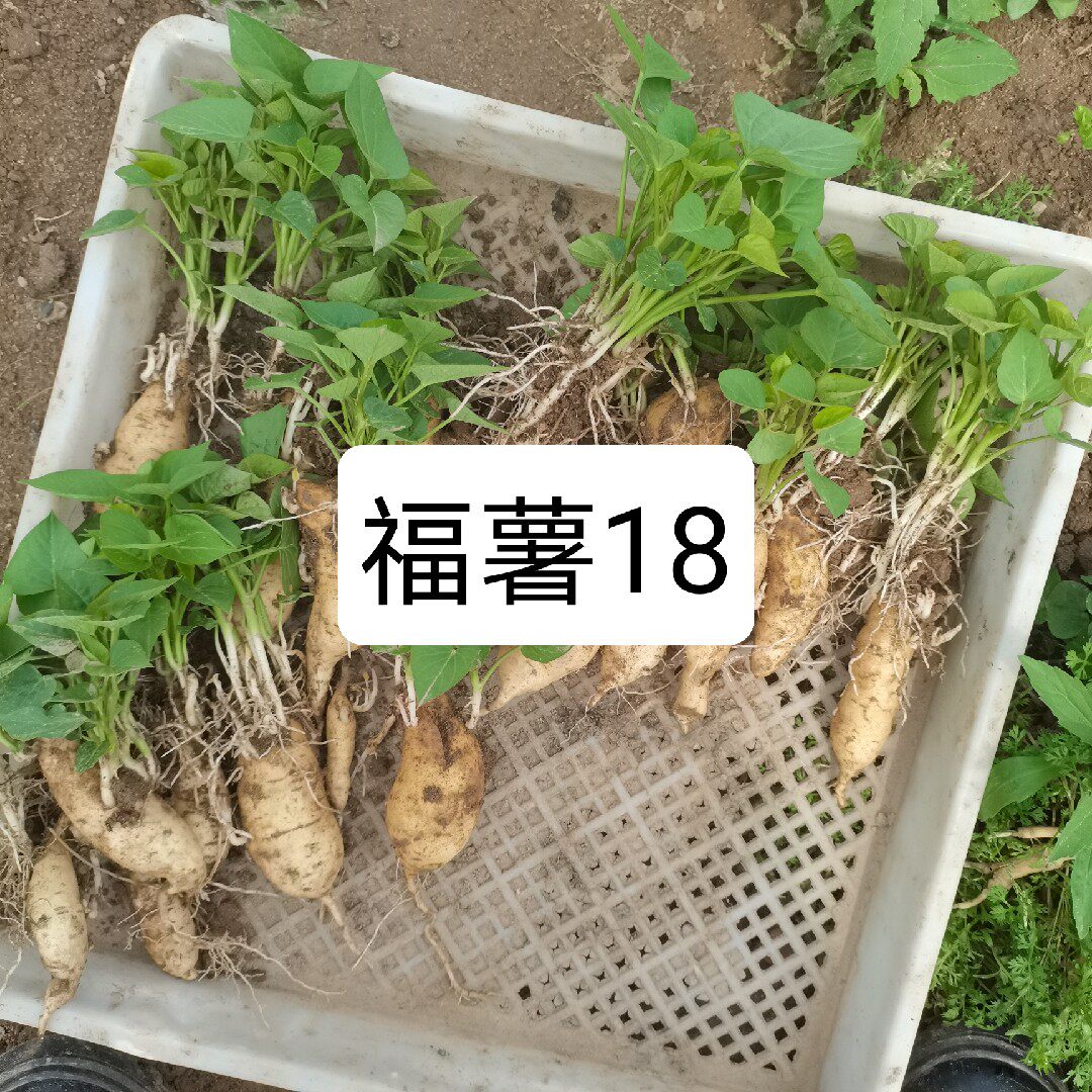 福薯18号薯种圆叶地瓜叶苗阳台盆栽屋顶绿植番薯叶蔬菜皇后甘薯苗
