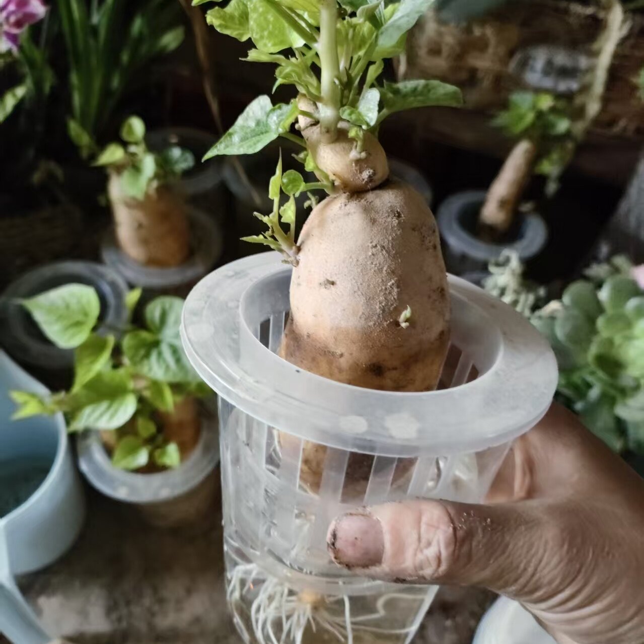 红薯苗盆栽阳台庭院种植地瓜叶苗幼儿园植物观察盆栽番薯叶水培