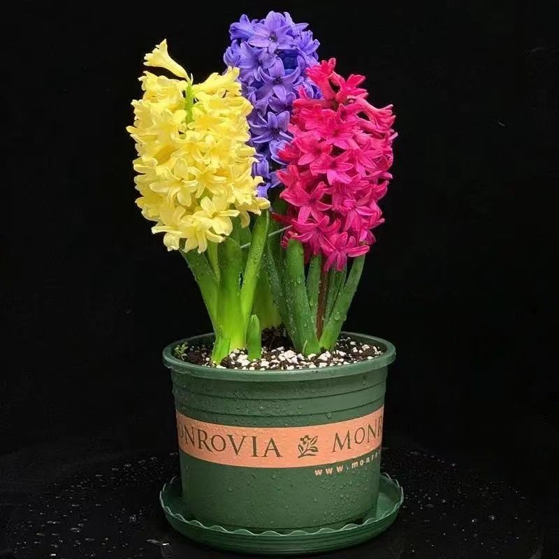 荷兰进口风信子球根花卉阳台花园盆栽好养易开花植物种球土培水培