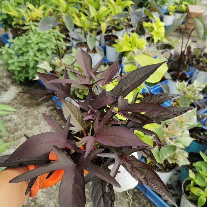 地瓜叶苗食用番薯叶专吃叶子紫色地瓜叶苗四季蔬菜阳台蔬菜红薯叶