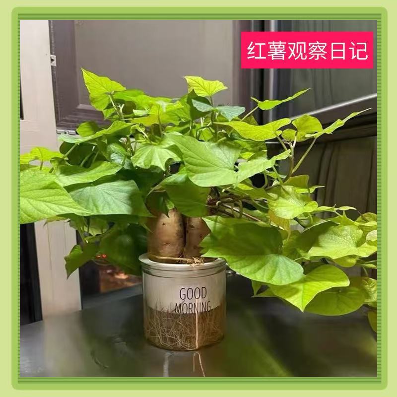 水培番薯叶盆栽植物室内客厅办公室桌面四季常青植物花卉绿植好养