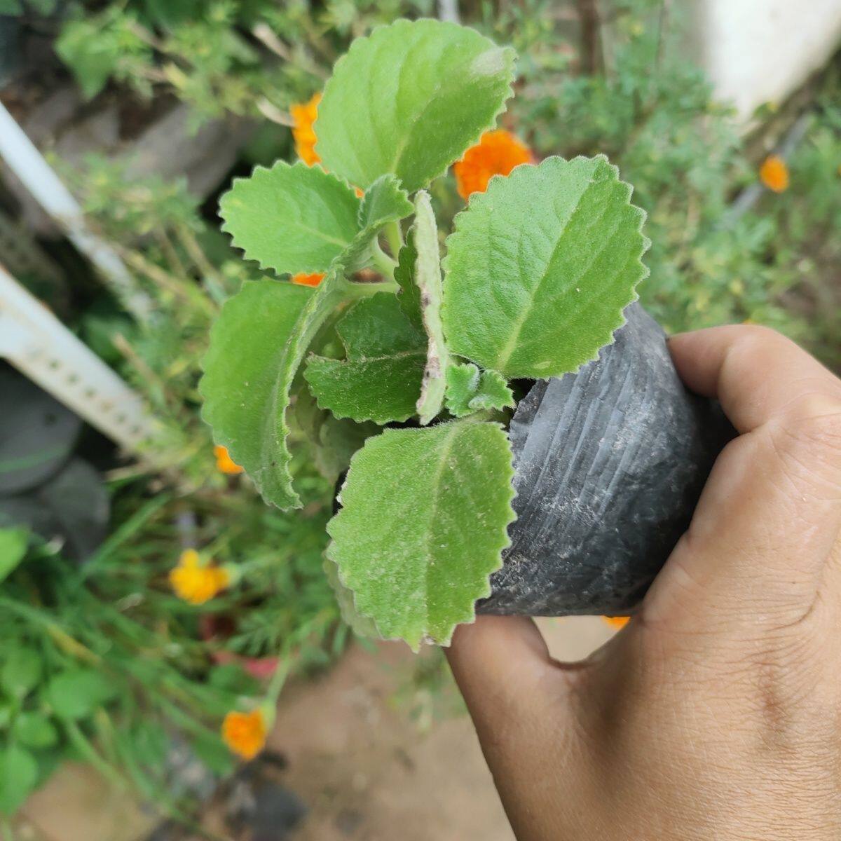 大叶新鲜左手香苗到手香绿植薄荷一抹香草还魂草碰碰绿植盆栽