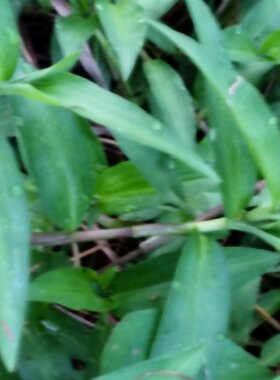 鸭跖草盆栽鸭跖草苗新采种 现挖鸭趾草竹叶草碧竹子中药材苗