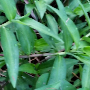 鸭跖草盆栽鸭跖草苗新采种 现挖鸭趾草竹叶草碧竹子中药材苗