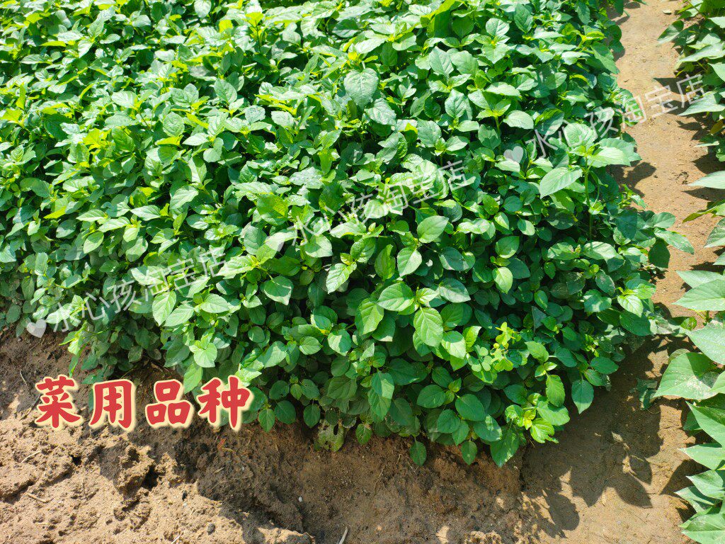 多年生血通菜绿线叶好十万错酒店特色养生野菜贵族 保修菜贵妃菜