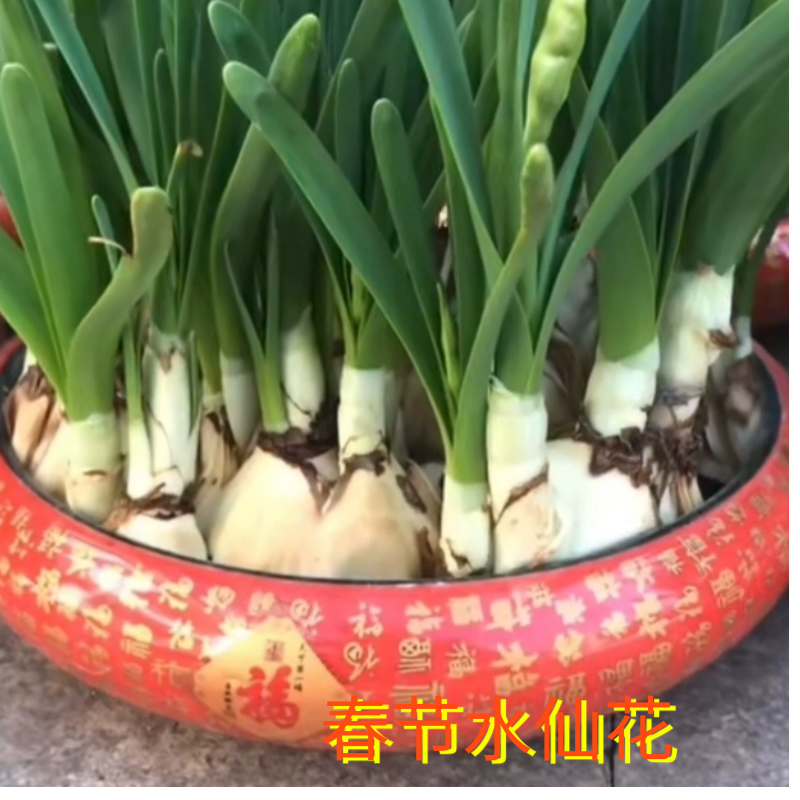 春节水培水仙花含盆水培盆栽水养客厅摆放喜庆室内冬季农户带香味