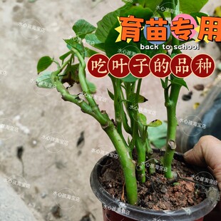 红薯叶种苗 福薯18号新鲜 地瓜叶多分叉番薯叶种苗种子老茎盆栽苗