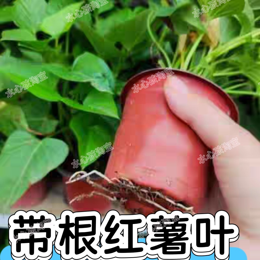 带根红薯叶盆栽地瓜叶食用叶子地瓜叶紫薯苗紫薯叶盆栽别墅院盆栽