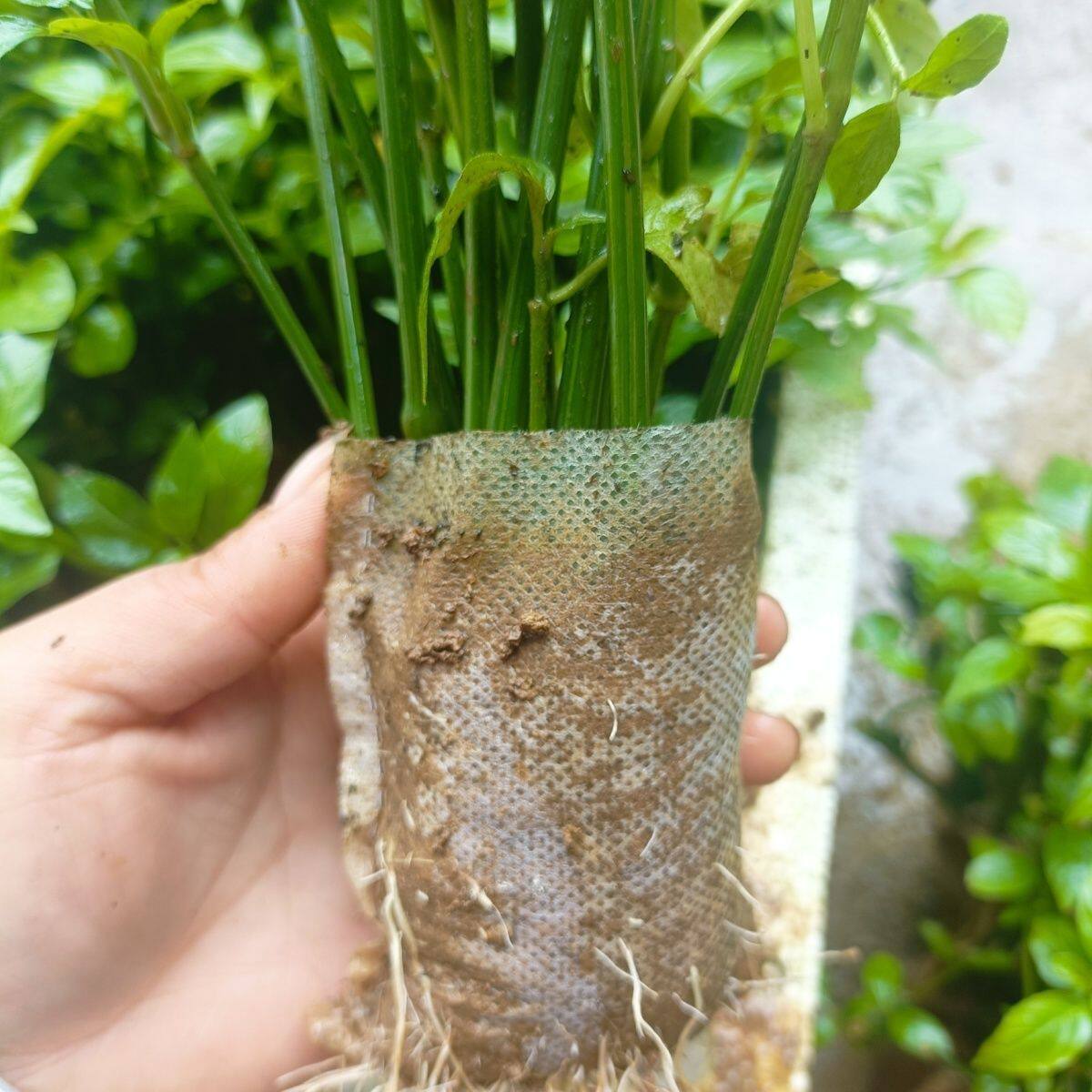 紫蓝草种苗红色紫色天然植物染料七彩糯米饭红苗紫苗新鲜庭院种植