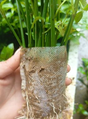 紫蓝草种苗红色紫色天然植物染料七彩糯米饭红苗紫苗新鲜庭院种植