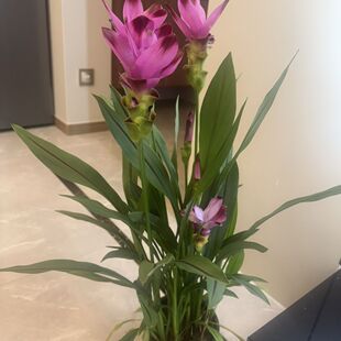 姜荷花盆栽带花苞四季花卉开花不断室内室外花植物花苗好养加仑盆