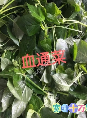 宽叶十万错盆栽阳台菜园种植血通绿植楼顶野菜四季好养紫色花易爆