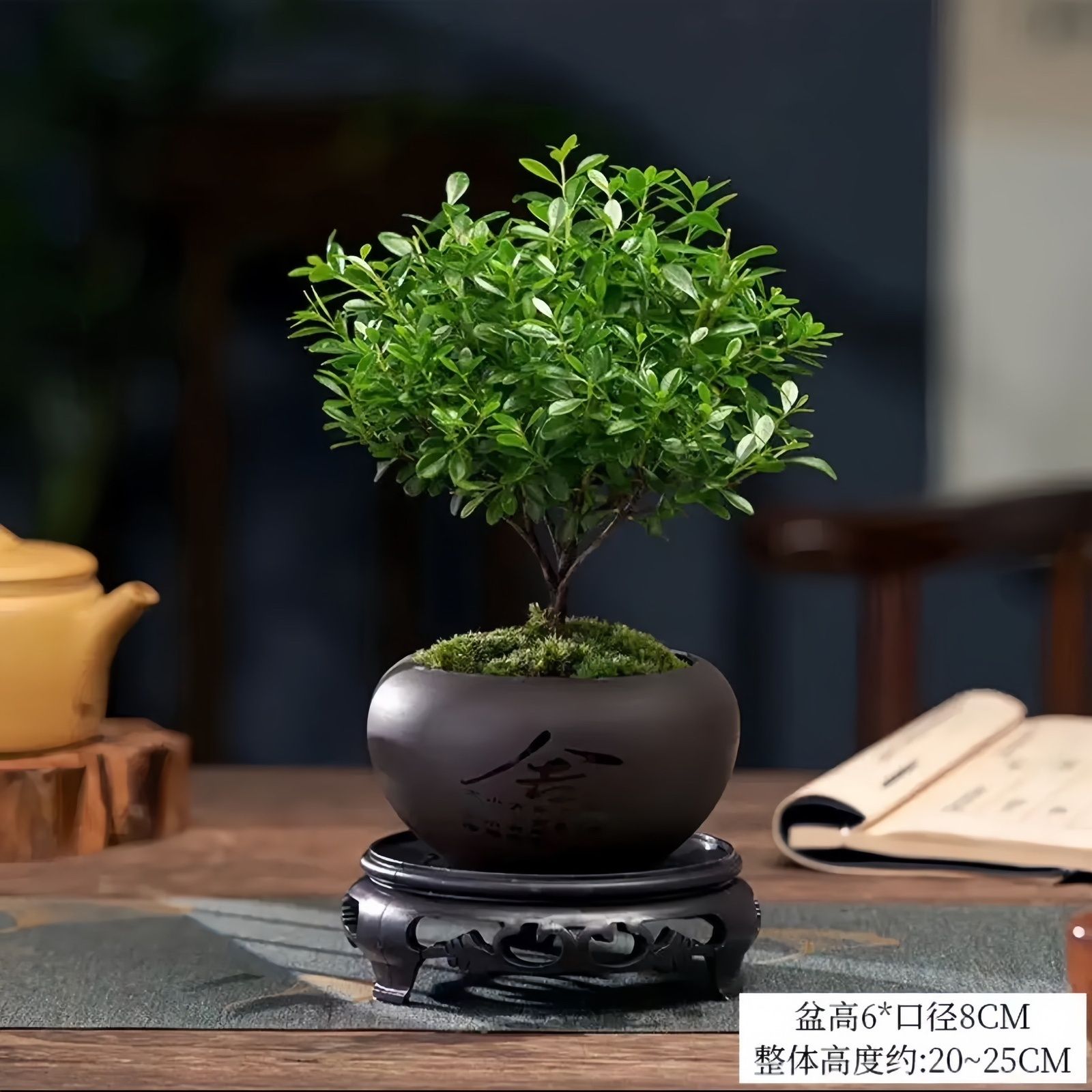 小叶赤楠盆景老桩树室内盆栽植物花卉办公室金丝楠木桌面小绿植