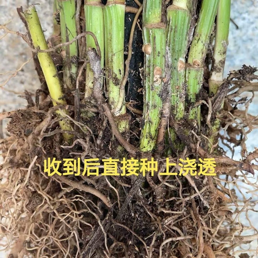 绿萝盆栽办公室阳台盆栽植物净化绿萝藤条大叶绿萝柱盆栽客厅大型