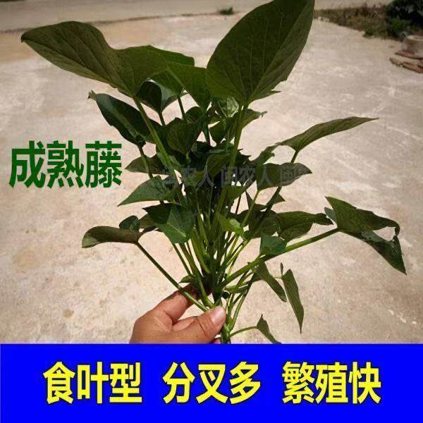 新鲜叶用型种薯专吃叶子地瓜红薯红苕种育苗专用菜地用黄色食叶