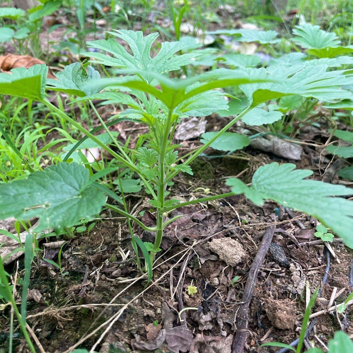 姨妈菜新鲜益母草月子草盆栽植物阳台庭院坤草观赏食用酒店特色菜