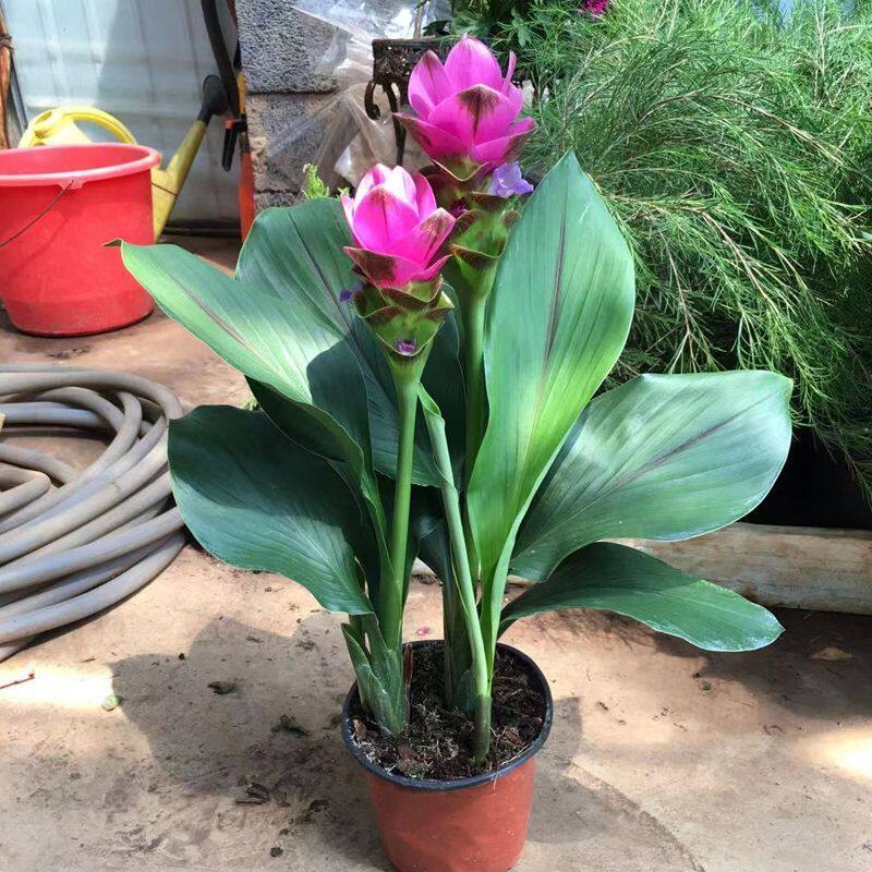 基地直发姜荷花盆栽植物室内阳台好养带花苞四季开花好养夏季庭院