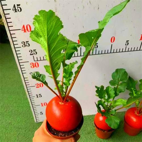 红菜头盆栽带盆带根带土好彩头菜苗乔迁土培室内阳台庭院四季常红