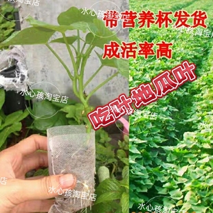 15棵包邮吃叶红薯苗带营养杯发货  专食叶地瓜苗蕃薯种南北方种植