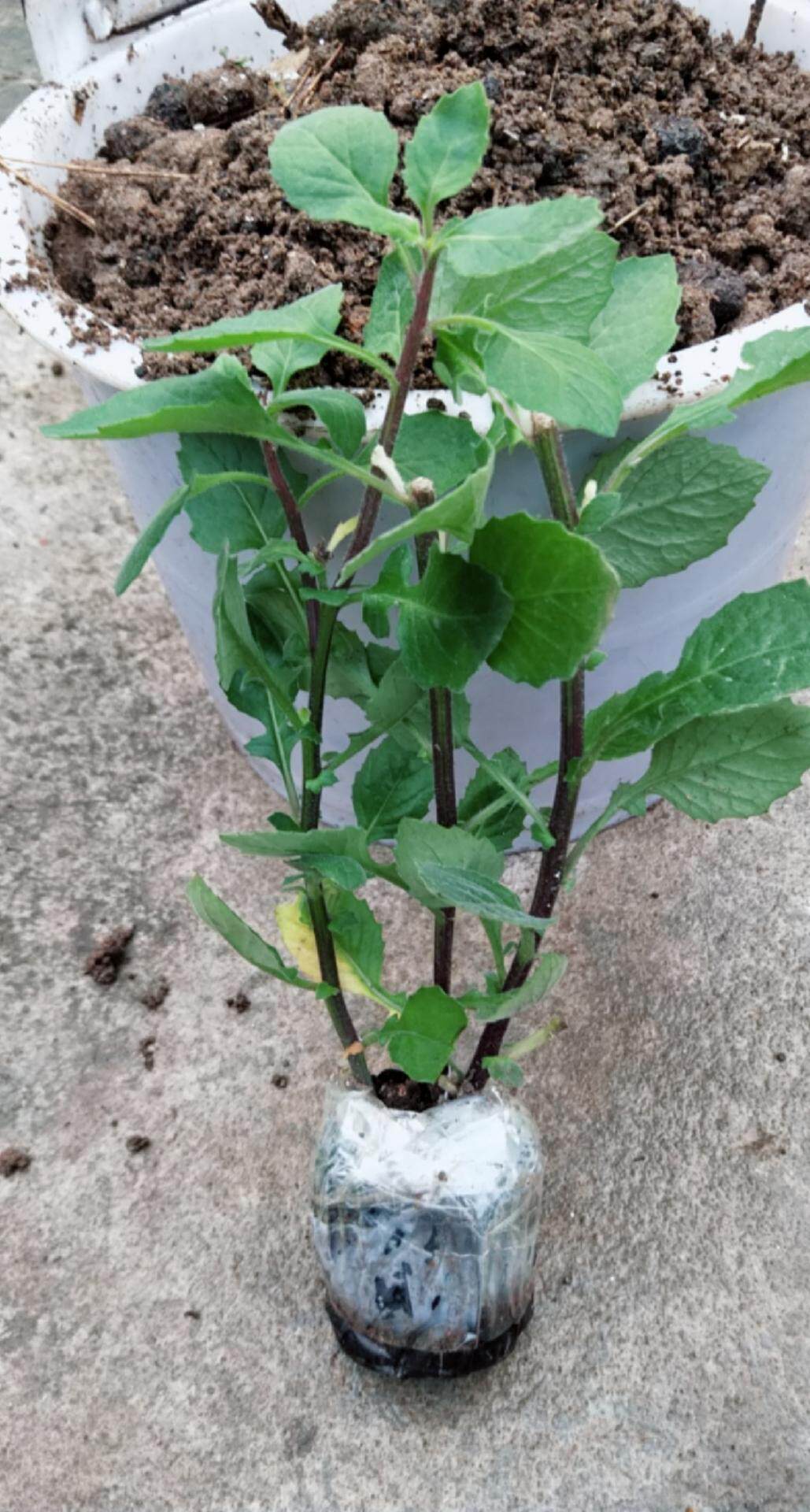 片仔癀白凤菜苗盆栽食用有机蔬菜清凉解毒漳州片仔癀甘蔗汁直销