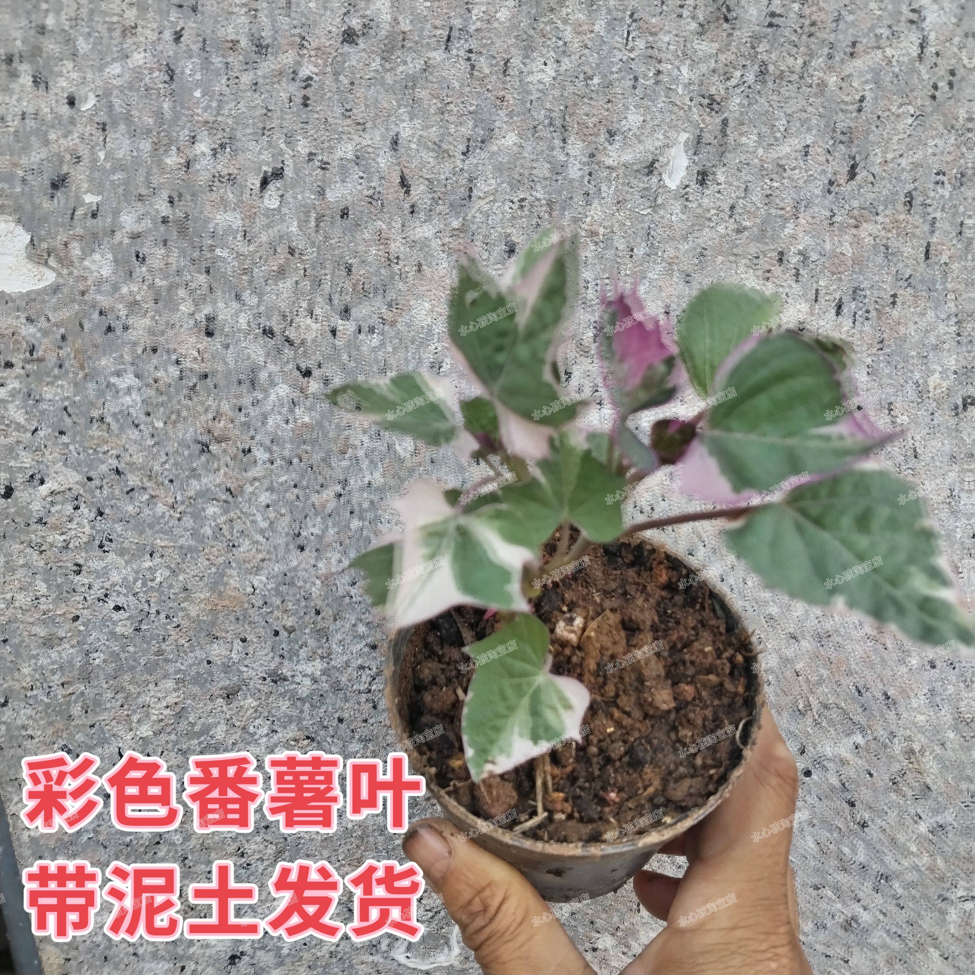 地被植物番薯叶地瓜叶盆栽地栽阳台庭院种植耐寒耐热耐旱好养易活