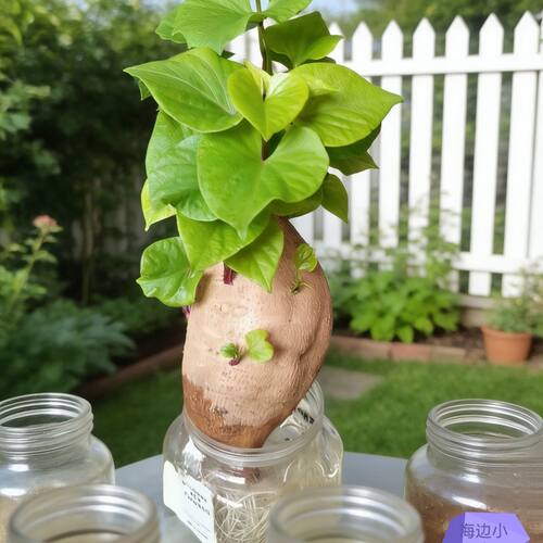 水培植物土培发芽红薯地瓜学生盆景净化阳台观察生长盆栽幼儿园
